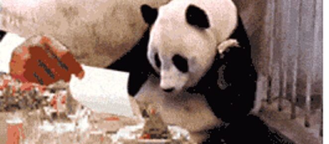 panda price shock eating